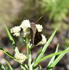 Trapezites phigalioides (Montane Ochre) at Tennent, ACT - 8 Dec 2024 by jmcleod