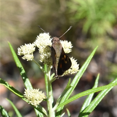 Trapezites phigalioides (Montane Ochre) at Tennent, ACT - 8 Dec 2024 by jmcleod