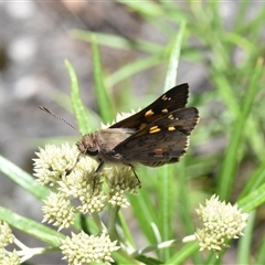 Trapezites phigalioides at Tennent, ACT - 8 Dec 2024 03:27 PM