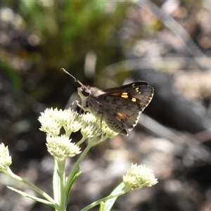 Trapezites phigalioides at Tennent, ACT - 8 Dec 2024 03:27 PM