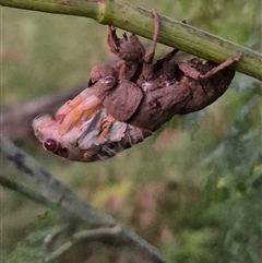 Psaltoda moerens (Redeye cicada) at Bungendore, NSW - 8 Dec 2024 by clarehoneydove