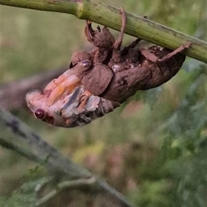 Psaltoda moerens (Redeye cicada) at Bungendore, NSW by clarehoneydove