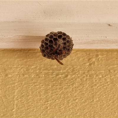 Polistes (Polistella) humilis (Common Paper Wasp) at Macarthur, ACT - 8 Dec 2024 by Cazza