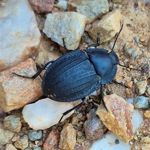 Celibe striatipennis at Bungendore, NSW - suppressed