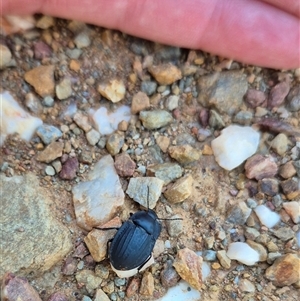 Celibe striatipennis at Bungendore, NSW - suppressed