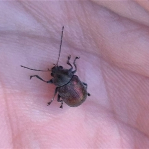 Edusella sp. (genus) (A leaf beetle) at Bungendore, NSW by clarehoneydove