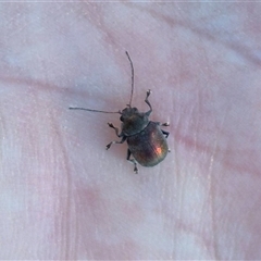 Edusella sp. (genus) at Bungendore, NSW - 8 Dec 2024