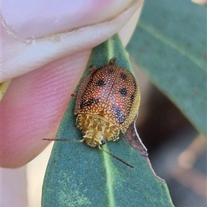 Paropsis atomaria at Bungendore, NSW - 8 Dec 2024