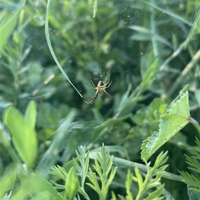 Unidentified Spider at Carwoola, NSW - 8 Dec 2024 by AmyT