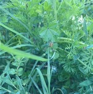 Gea theridioides at Carwoola, NSW - suppressed