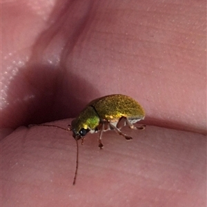 Edusella sp. (genus) (A leaf beetle) at Carwoola, NSW by clarehoneydove