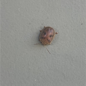 Paropsis atomaria (Eucalyptus leaf beetle) at Carwoola, NSW by AmyT