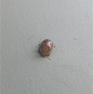 Paropsis atomaria at Carwoola, NSW - suppressed