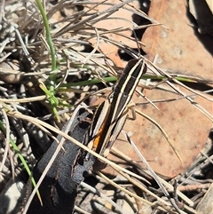 Macrotona australis (Common Macrotona Grasshopper) at Carwoola, NSW - 8 Dec 2024 by clarehoneydove