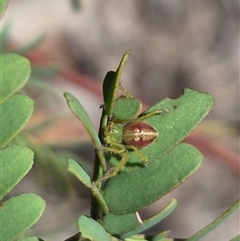 Neosparassus sp. (genus) at Carwoola, NSW - 8 Dec 2024