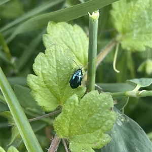 Altica corrusca at Carwoola, NSW - suppressed