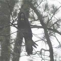 Calyptorhynchus lathami lathami (Glossy Black-Cockatoo) at Penrose, NSW - 8 Jan 2021 by GITM1