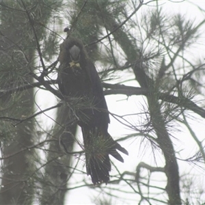 Calyptorhynchus lathami lathami at Penrose, NSW - 8 Jan 2021