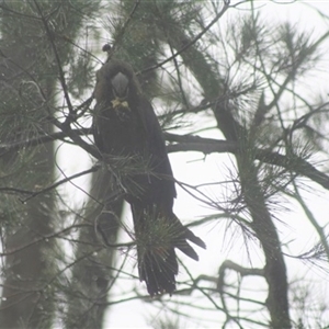 Calyptorhynchus lathami lathami at Penrose, NSW - suppressed