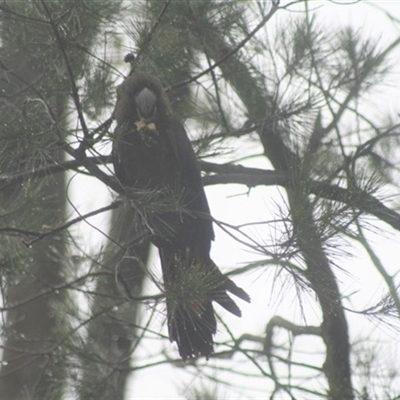 Calyptorhynchus lathami lathami (Glossy Black-Cockatoo) at Penrose, NSW - 8 Jan 2021 by GITM1