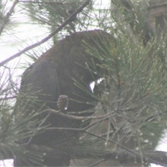 Calyptorhynchus lathami lathami at Penrose, NSW - 8 Jan 2021