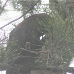 Calyptorhynchus lathami lathami at Penrose, NSW - suppressed