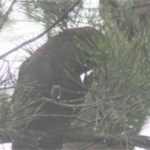 Calyptorhynchus lathami lathami at Penrose, NSW - 8 Jan 2021