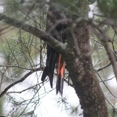 Calyptorhynchus lathami lathami at Penrose, NSW - 8 Jan 2021