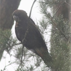 Calyptorhynchus lathami lathami at Penrose, NSW - 8 Jan 2021