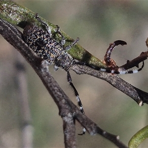 Ancita sp. (genus) (Longicorn or longhorn beetle) at Carwoola, NSW by clarehoneydove