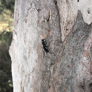 Fabriogenia sp. (genus) at Carwoola, NSW - 7 Dec 2024