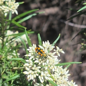 Castiarina scalaris at Bungendore, NSW - suppressed