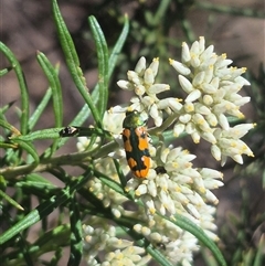 Castiarina scalaris at Bungendore, NSW - 8 Dec 2024