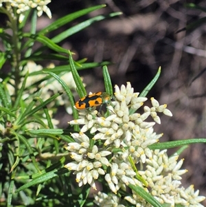 Castiarina scalaris at Bungendore, NSW - 8 Dec 2024