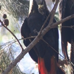 Calyptorhynchus lathami lathami (Glossy Black-Cockatoo) at Penrose, NSW - 26 Jan 2021 by GITM1