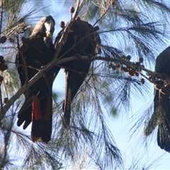 Calyptorhynchus lathami lathami at Penrose, NSW - suppressed