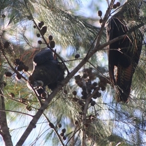 Calyptorhynchus lathami lathami at Penrose, NSW - suppressed