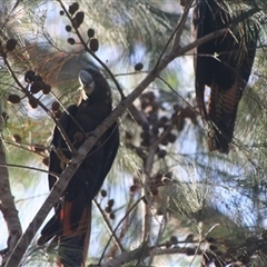 Calyptorhynchus lathami lathami at Penrose, NSW - suppressed