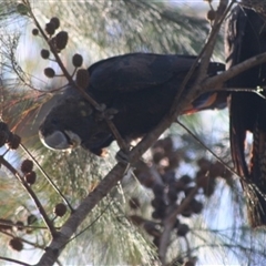 Calyptorhynchus lathami lathami at Penrose, NSW - suppressed