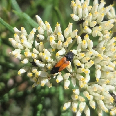 Anilicus xanthomus (A click beetle) at Bungendore, NSW - 8 Dec 2024 by clarehoneydove