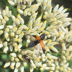 Anilicus xanthomus at Bungendore, NSW - suppressed