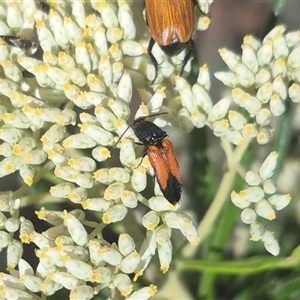 Anilicus xanthomus at Bungendore, NSW - suppressed