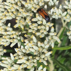 Anilicus xanthomus at Bungendore, NSW - suppressed