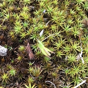 Acrididae sp. (family) at Carwoola, NSW - suppressed