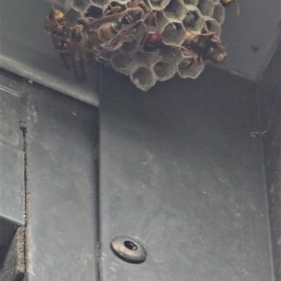 Polistes sp. (genus) (Unidentified paper wasp) at Five Dock, NSW - 8 Dec 2024 by Therealmissusp