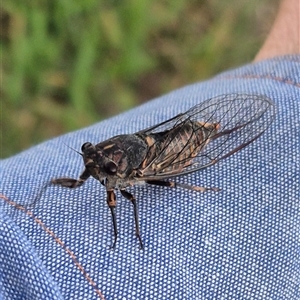 Yoyetta australicta (Southern Ticking Ambertail) at Bungendore, NSW by clarehoneydove