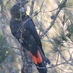 Calyptorhynchus lathami lathami (Glossy Black-Cockatoo) at Penrose, NSW - 26 Sep 2021 by GITM1