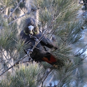 Calyptorhynchus lathami lathami at Penrose, NSW - 26 Sep 2021