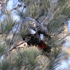 Calyptorhynchus lathami lathami at Penrose, NSW - 26 Sep 2021