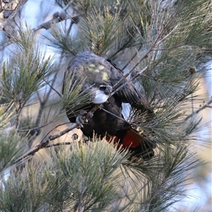 Calyptorhynchus lathami lathami at Penrose, NSW - 26 Sep 2021